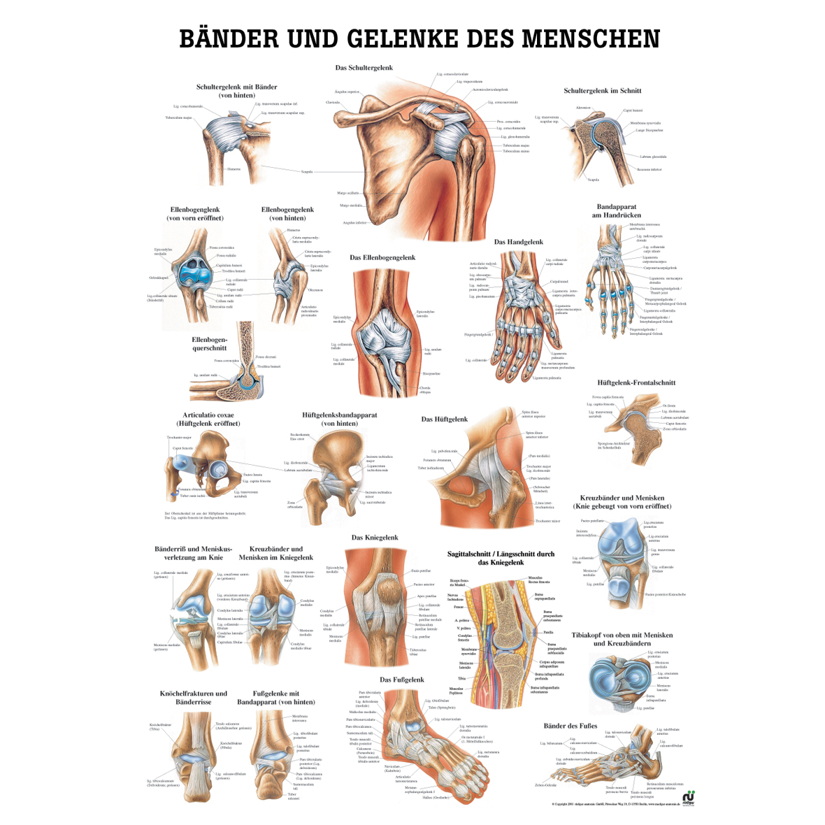 Anatomische Lehrtafel "Bänder und Gelenke des Menschen"